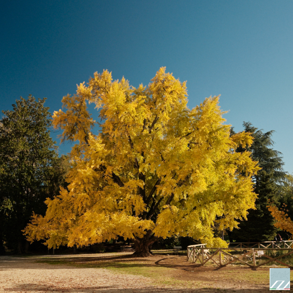 Vista del Gingko nel parco