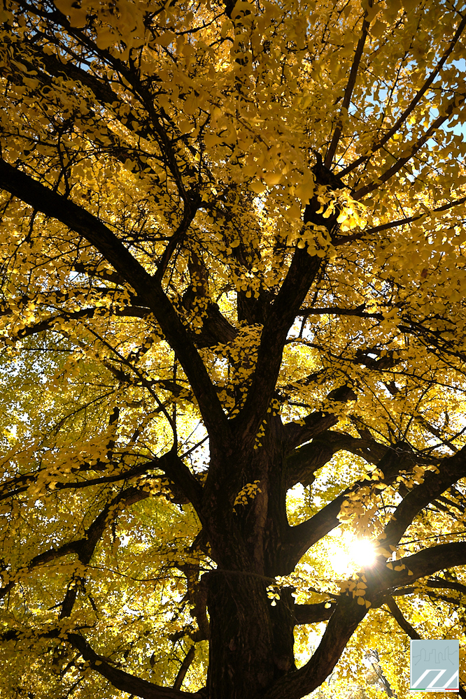 Vista di dettaglio del Gingko
