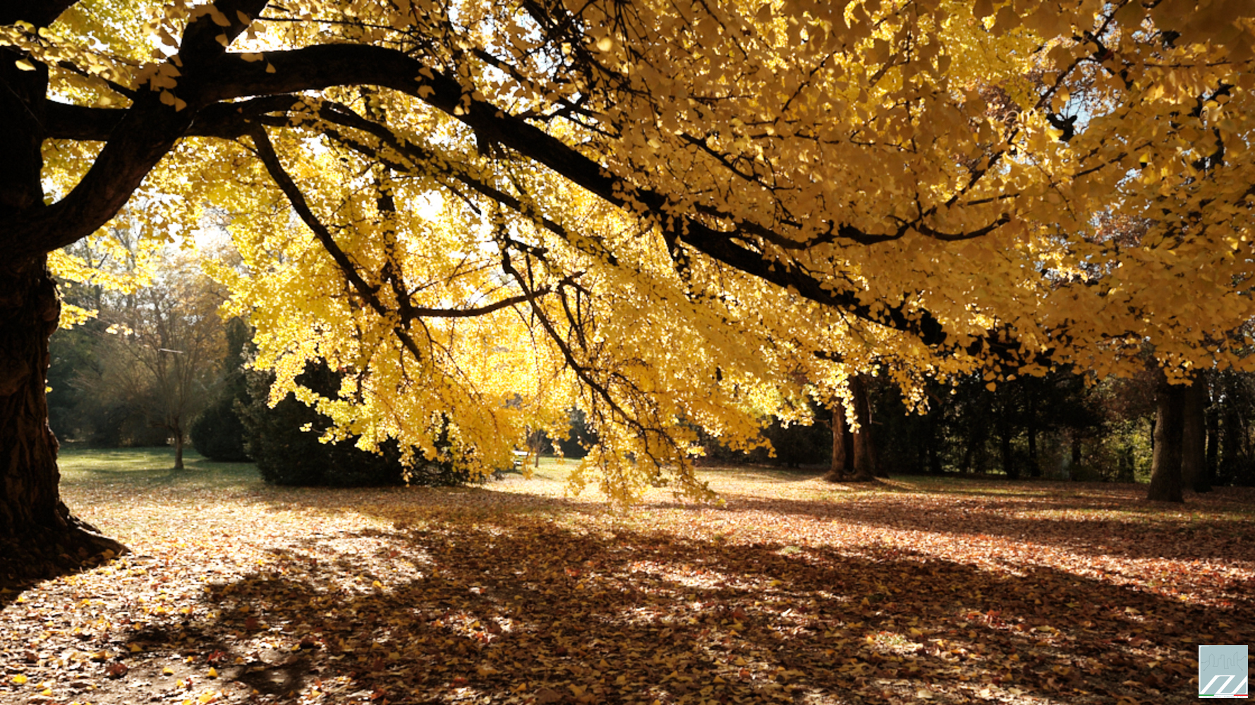 Sotto le fronde del Gingko