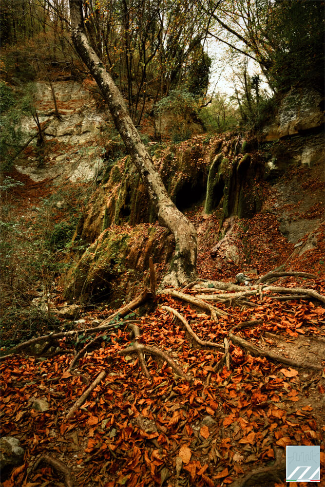 Alberi dalle forme plastiche