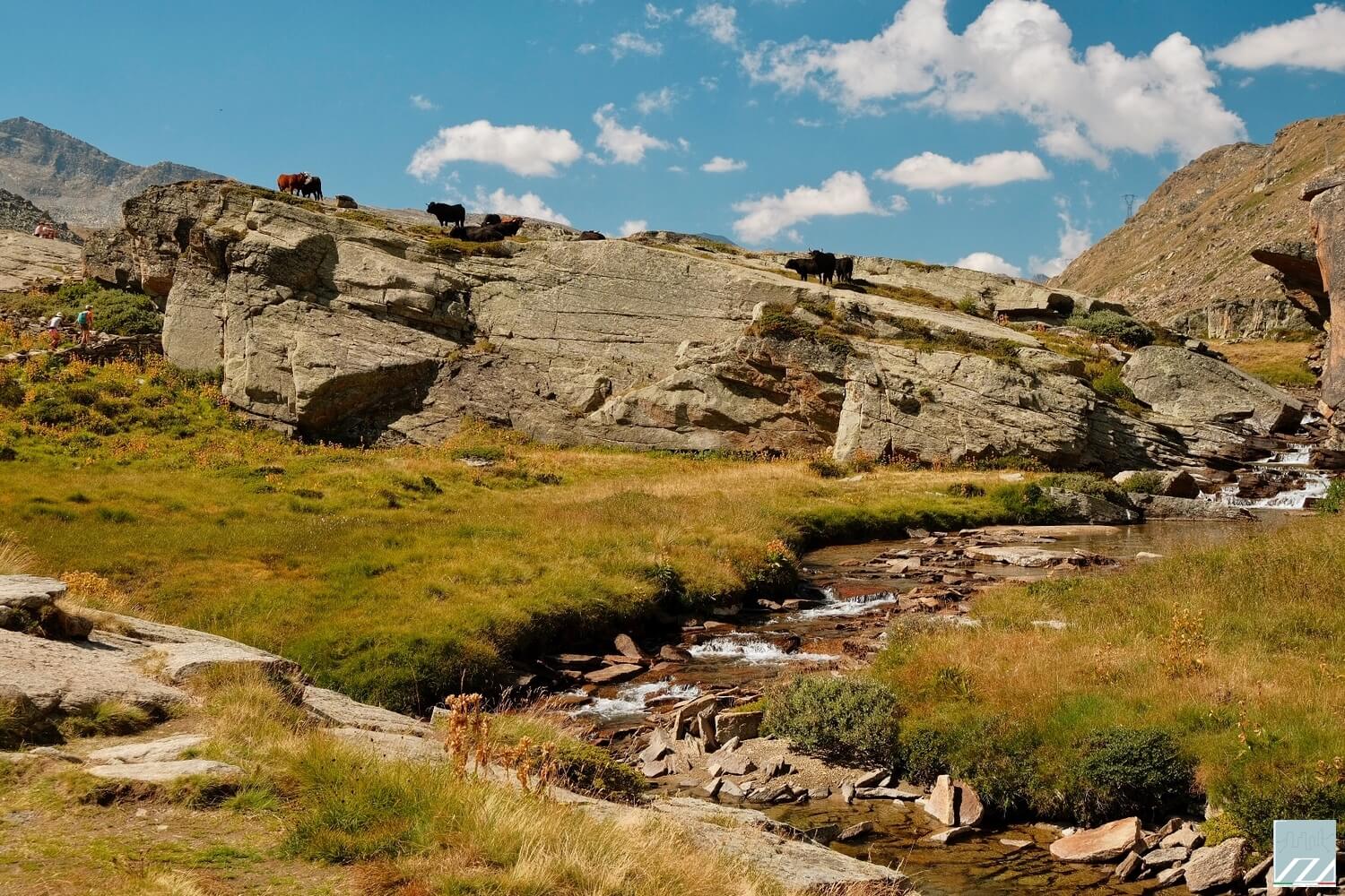 Alpeggio nel vallone del Nivolet